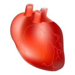 Human Heart. Internal Organ. Anatomy Concept Isolated On A White Background. Realistic Vector Illustration.