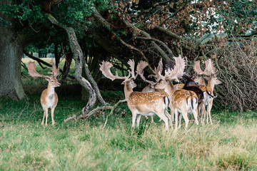 Naklejka na ściany i meble A herd of fallow deers in the wood (Dama dama) in Denmark