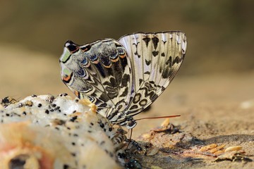 Butterfly Princess, Pang Sida National Park, Thailand. Blue begum (Prothoe franck uniformis Butler) - obrazy, fototapety, plakaty