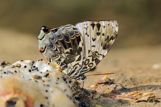 Butterfly Princess, Pang Sida National Park, Thailand. Blue begum (Prothoe franck uniformis Butler)