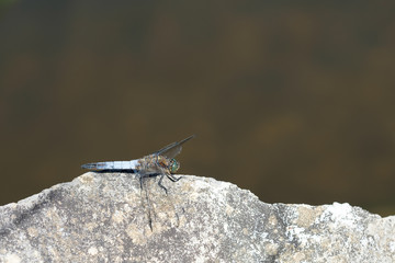 Libelle Großer Blaupfeil (Orthetrum cancellatum)