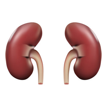 Human Kidney Anatomy Isolated On A White Background. Realistic Vector Illustration.