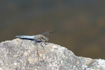 Insekt Libelle Großer Blaupfeil (Orhetrum cancellatum)
