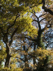 Un Sous-bois en Automne 1