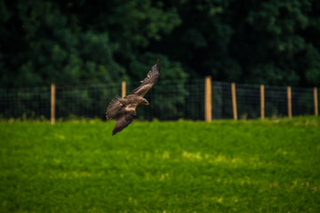 Natur, Tiere, Pflanzen, Wandern, Erlebnis, Alpen, Schwaben, Schwarzwald