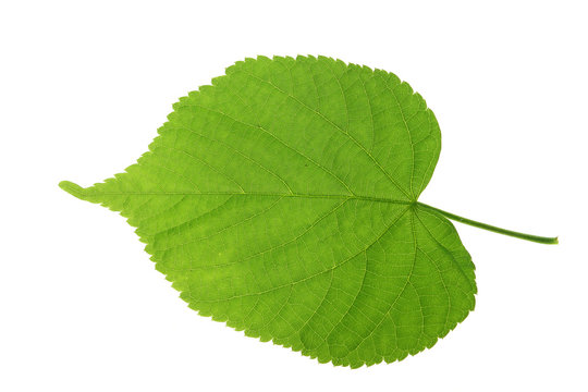 Linde (Tilia) einzelnes Blatt freigestellt vor wei&szlig;em Hintergrund