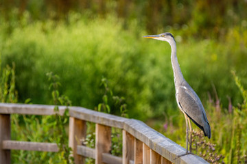Natur, Tiere, Pflanzen, Wandern, Erlebnis, Alpen, Schwaben, Schwarzwald