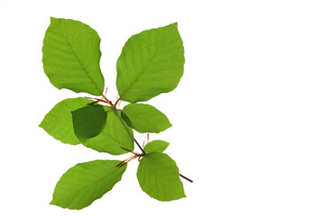 Rot-Buche (Fagus sylvatica) kleiner Zweig mit frischgrünen Blättern vor weißem Hintergrund