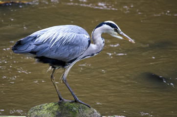 Fototapeta premium Close up of a Heron