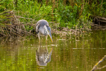 Natur, Tiere, Pflanzen, Wandern, Erlebnis, Alpen, Schwaben, Schwarzwald