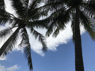 palm tree on cloud and blue sky background