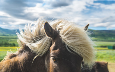 up close horse in iceland