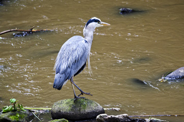 Blue Heron by River