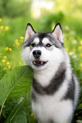 a husky look at me