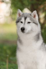 a husky look at me