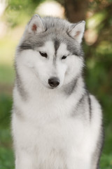 a husky look at me