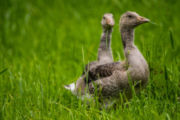 Natur, Tiere, Pflanzen, Wandern, Erlebnis, Alpen, Schwaben, Schwarzwald