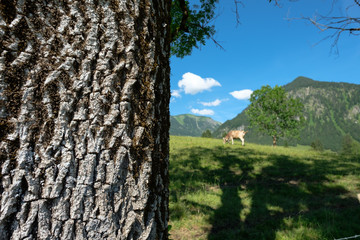Nahaufnahme Rinde Baum Esche auf einer Viehweide mit Kuh