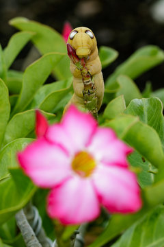 Image of Caterpillar Oleander Hawk-moth (Daphnis nerii) on nature background. Insect Animal