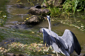 A Heron flying from a River