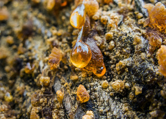 amber pitch on bark of a pine trunk