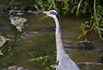 Close Up of a Heron