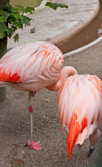 Fototapeta na wymiar Zwei Flamingos in einem Gehege