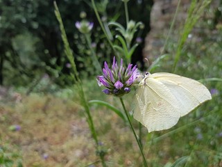 Flower with butterfly 2 Emilio Espinosa