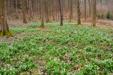 Snowflake flowers
