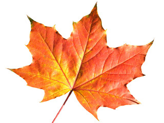 Maple leaf in autumn fall colour cut out and isolated on a white background  © Tony Baggett