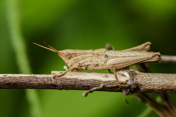Fototapeta premium Image of brown grasshopper on dry branches. Insect Animal. Caelifera., Acrididae