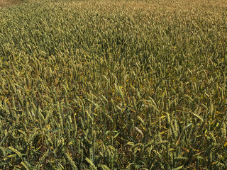 crops in field