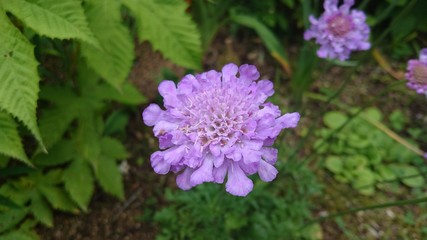 紫の花