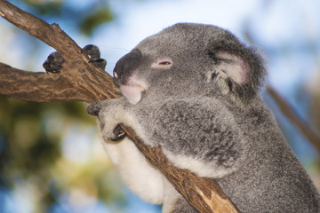Koala sleeping