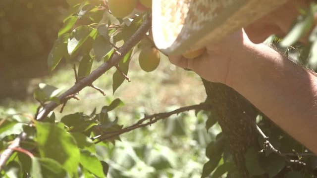 Hand picking ripe apricots in the orchard