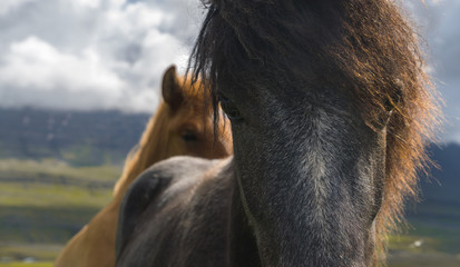 Icelandic Horse - closeup
