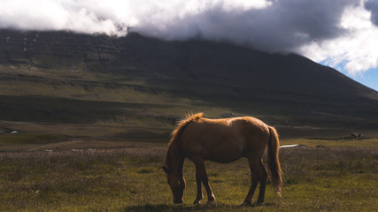 icelandic horse at sunset