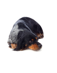 Portrait of a spaniel breton