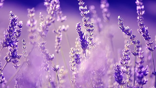 Lavender field in Provence, France. Blooming violet fragrant lavender flowers swaying on wind. 4K UHD video 3840x2160