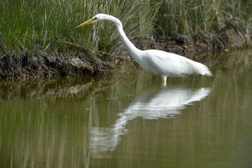Grande Aigrette,. Ardea alba, Great Egret