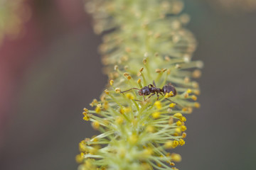 The ant on a flowering plant