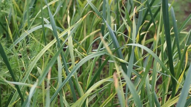 Grass swings in the wind, onions or garlic