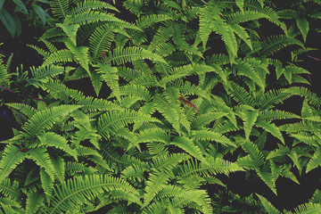 beautiful fern leave background, green foliage in the wild rain forest