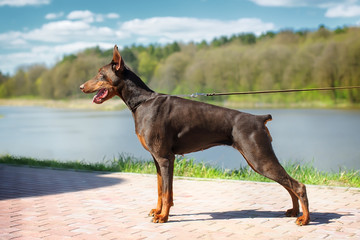 Portrait of a dog's exhibition stand. Doberman in the Park on a leather slip lead is obedience