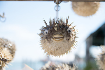 Long-spine porcupinefish also know as spiny balloonfish decoration in a showcase of Venice, Italy