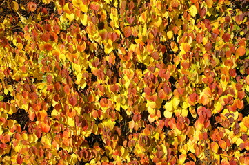 roter Hartriegel im Herbst mit leuchtend gelbroten Blättern Textur
