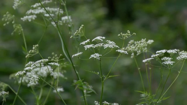 Flowers Conium Maculatum Or Poison Hemlock