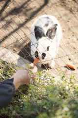 Naklejka na ściany i meble A young man's hand feeds a white bunny with carrots through a fence in a zoo