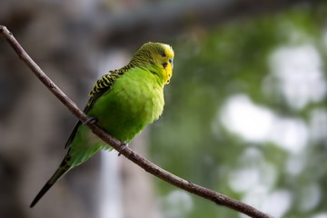 Wildfarberner Wellensittich