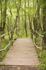 Fototapeta na wymiar Wooden bridge in a forest. Wooden walkway in green forest near the Ropotamo river, Bulgaria